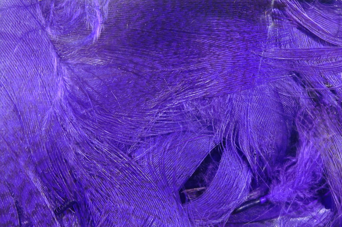 Dyed purple Hareline mallard flank feathers, soft glossy barbs and wispy microfibers for fly tying