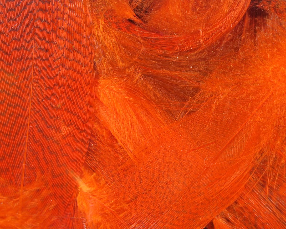 Bright orange mallard flank feathers with dark barring and soft fluffy fibers, ideal for fly tying