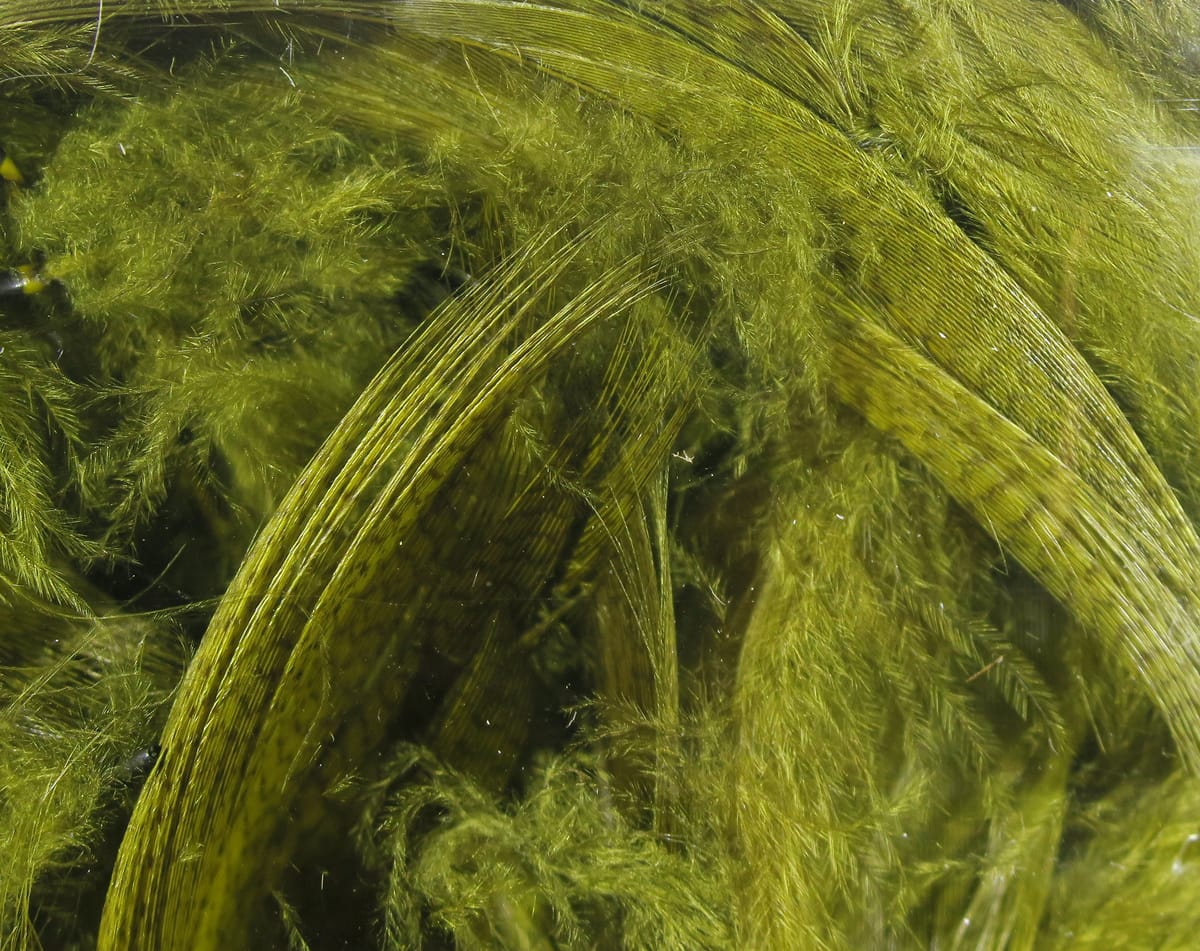 Olive green Hareline mallard flank feathers with mottled bars and soft fluffy fibers for fly tying