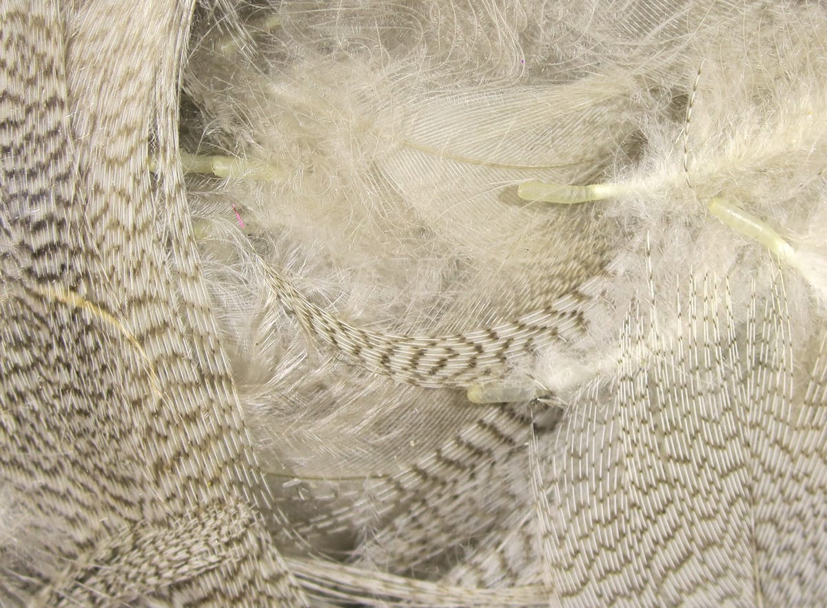 Pale gray and cream mallard flank feathers with fine black barring and soft downy underfur for fly tying