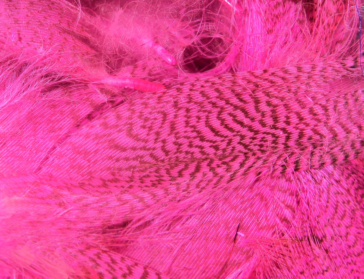 Dyed hot pink mallard flank feathers with brown barred pattern and soft fluffy fibers, ideal for fly tying