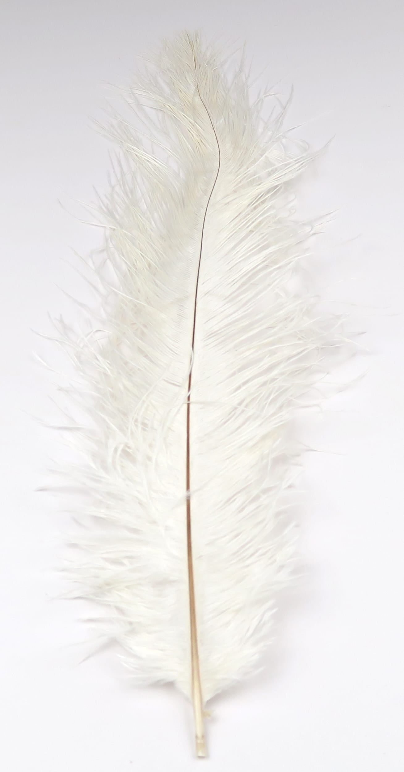 White ostrich herl feather with wispy soft barbs and slender brown quill, ideal for fly tying