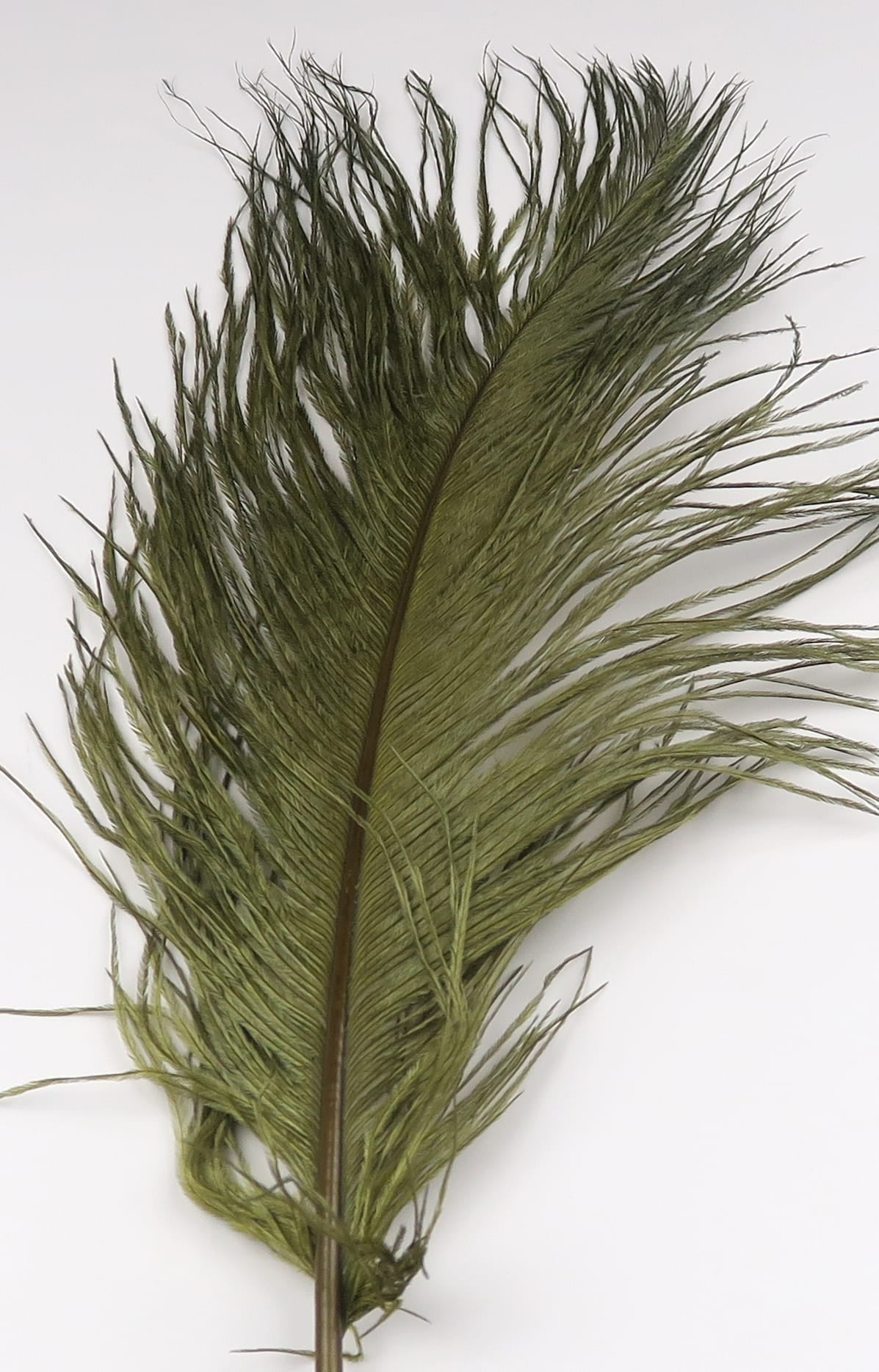 Olive green ostrich herl feather with long wispy fibers and soft barbs, ideal for fly tying