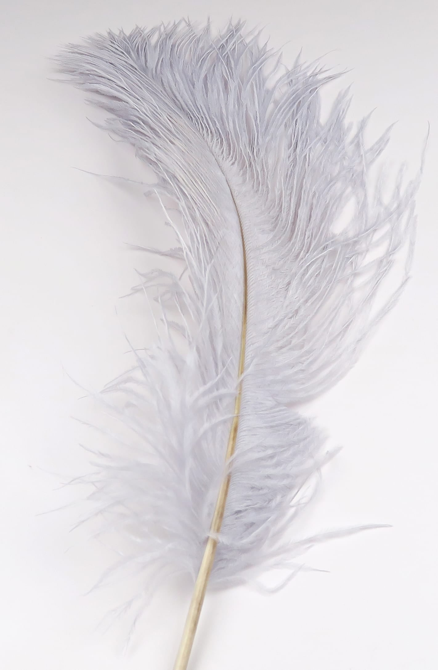 Pale gray Hareline ostrich herl feather with long wispy barbs and thin golden quill for fly tying