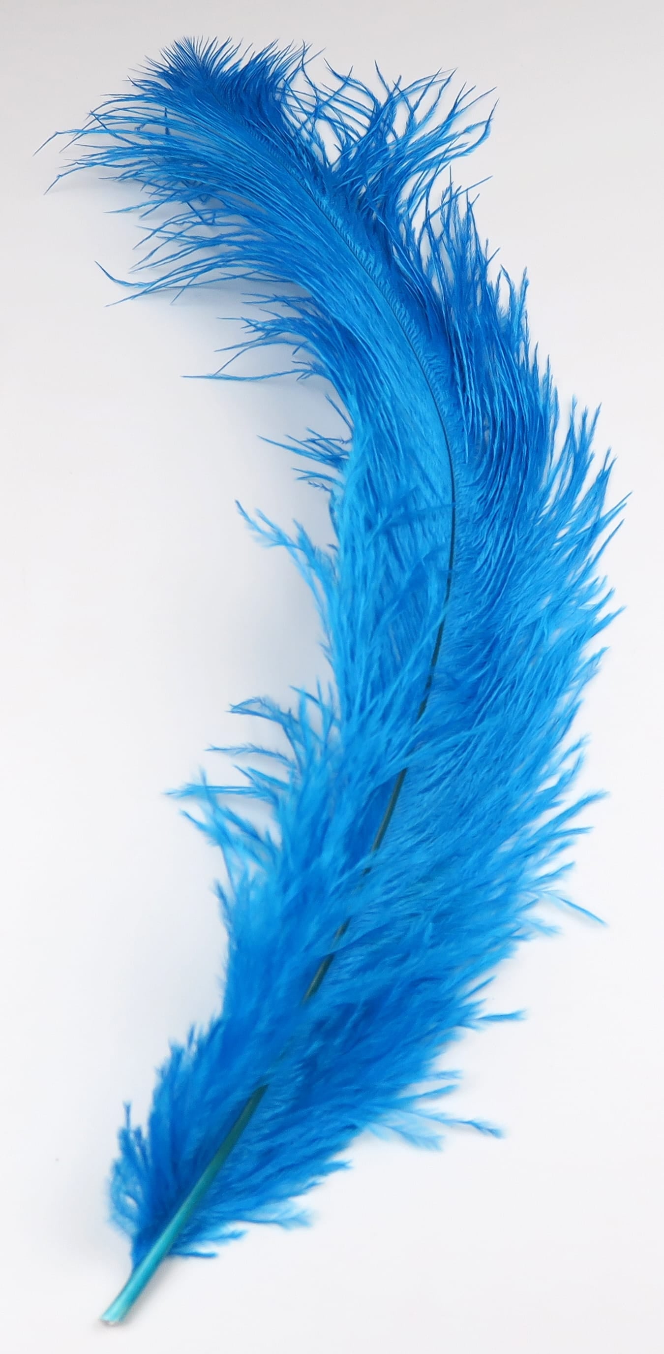 Bright blue ostrich herl feather with long wispy barbs and slender quill for fly tying