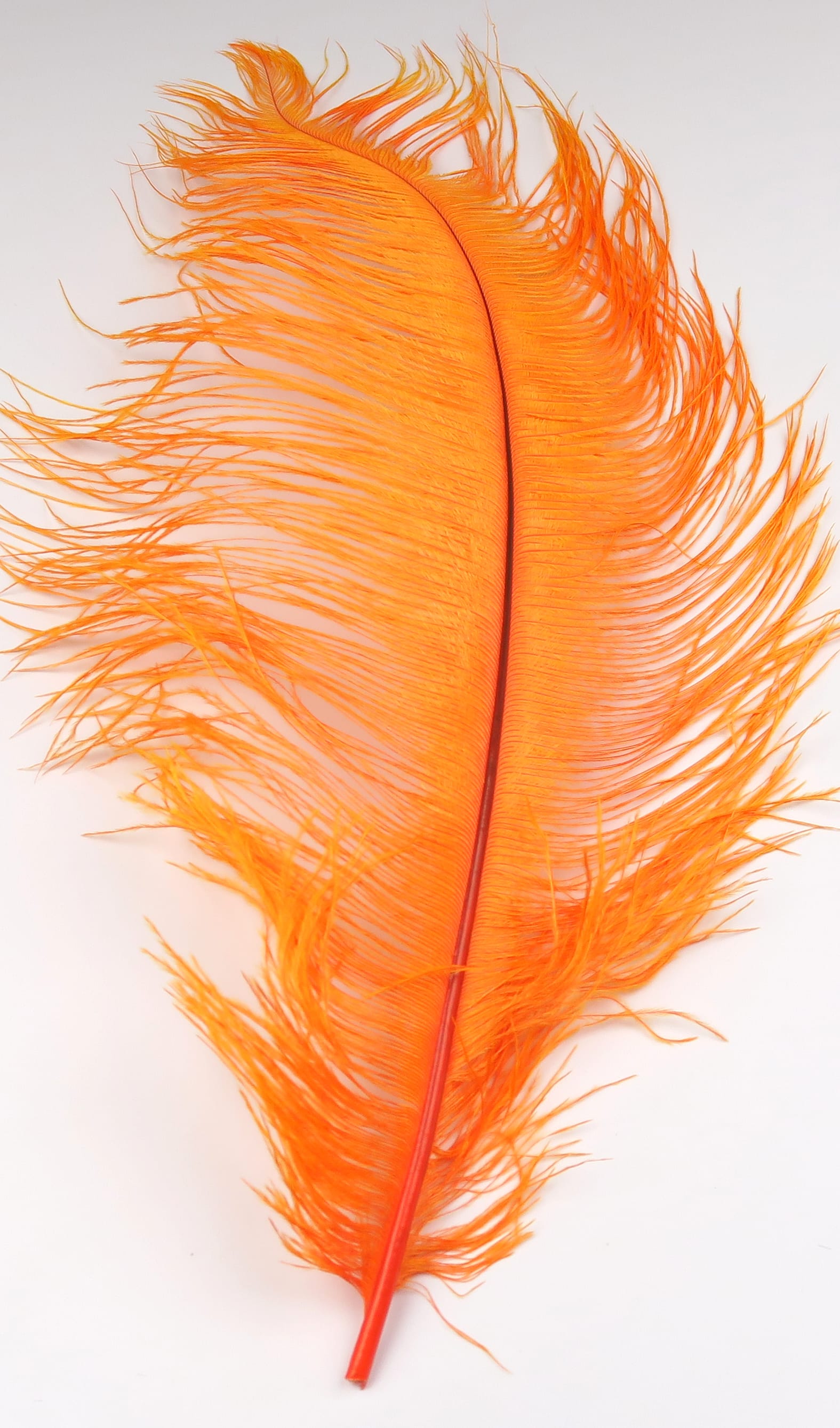 Bright orange ostrich herl feather for fly tying with long wispy barbs and central stiff rachis