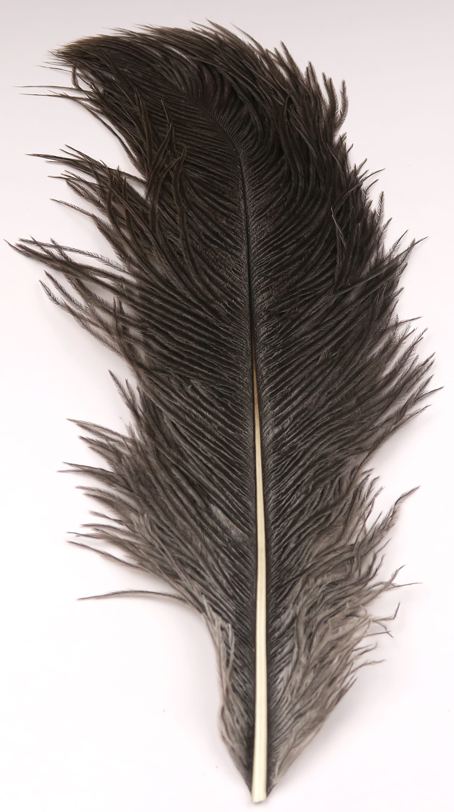 Long dark charcoal ostrich herl feather with soft plume and pale central quill, fly tying material