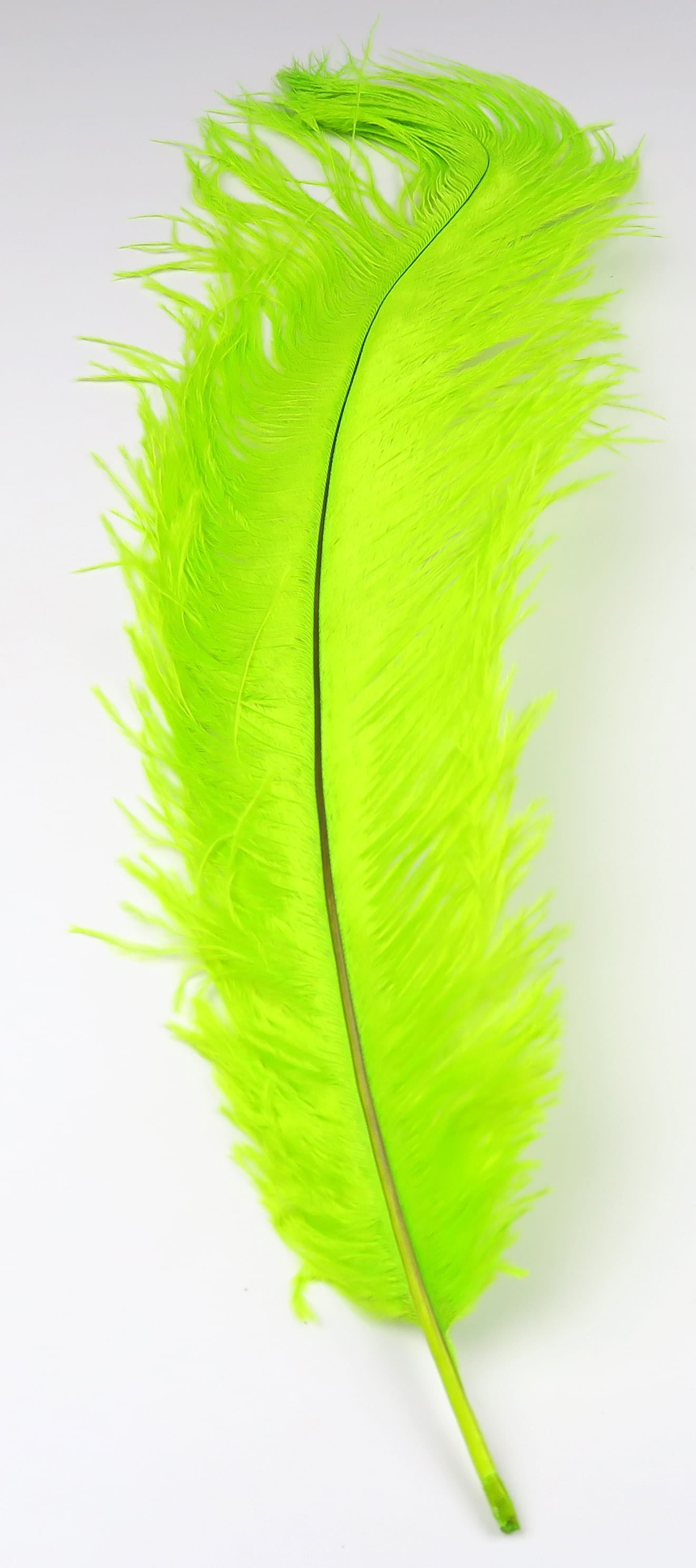 Bright chartreuse ostrich herl feather with long wispy barbs and thin dark rachis ideal for fly tying