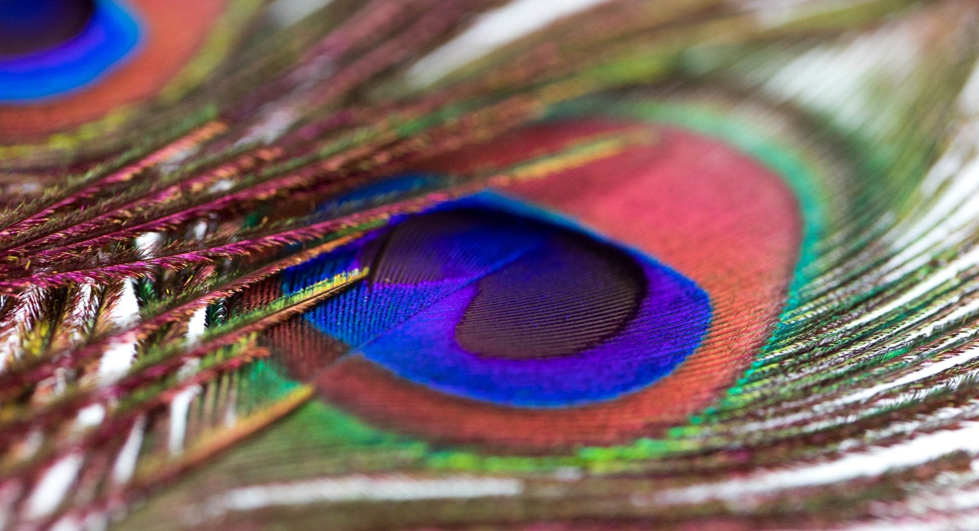 Hareline Peacock Eyed Sticks Trident Fly Fishing1