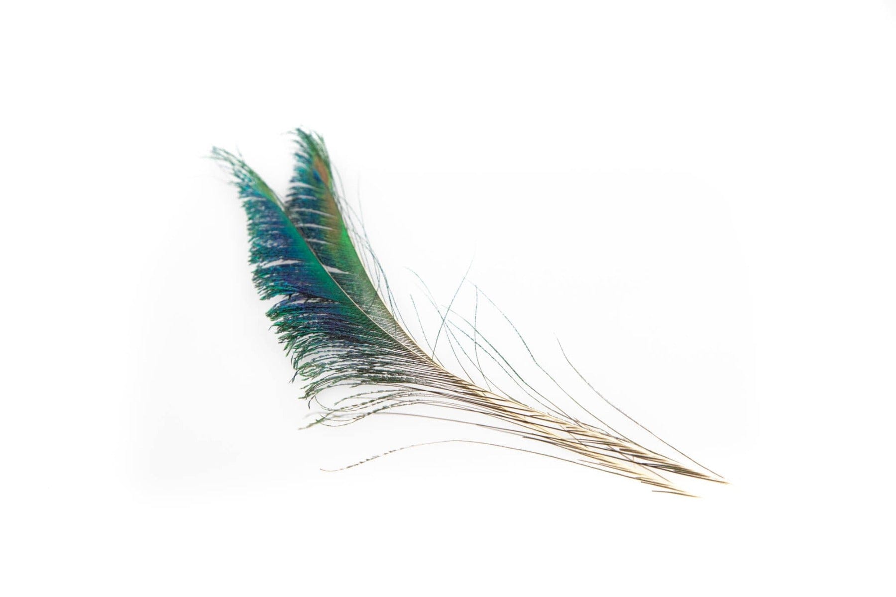 Hareline Peacock Sword Feathers