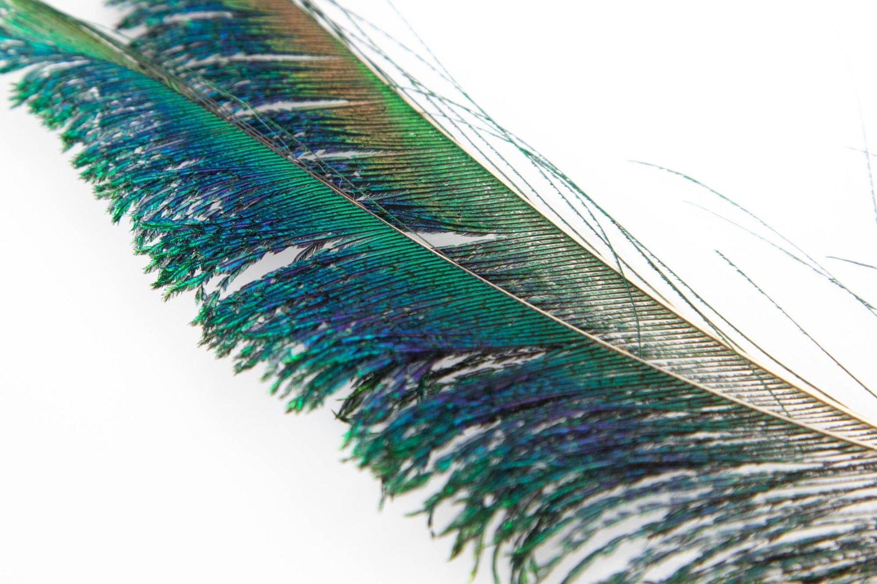 Hareline Peacock Sword Feathers