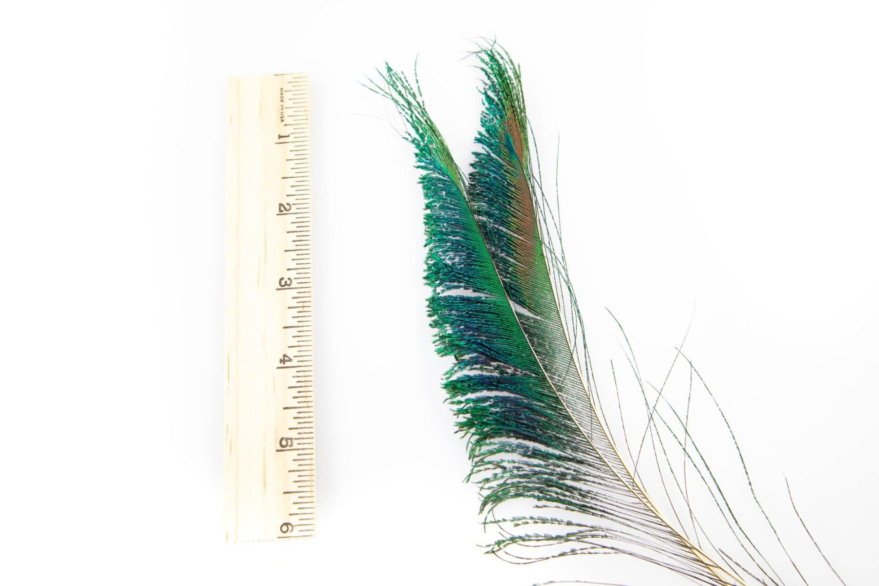 Hareline Peacock Sword Feathers