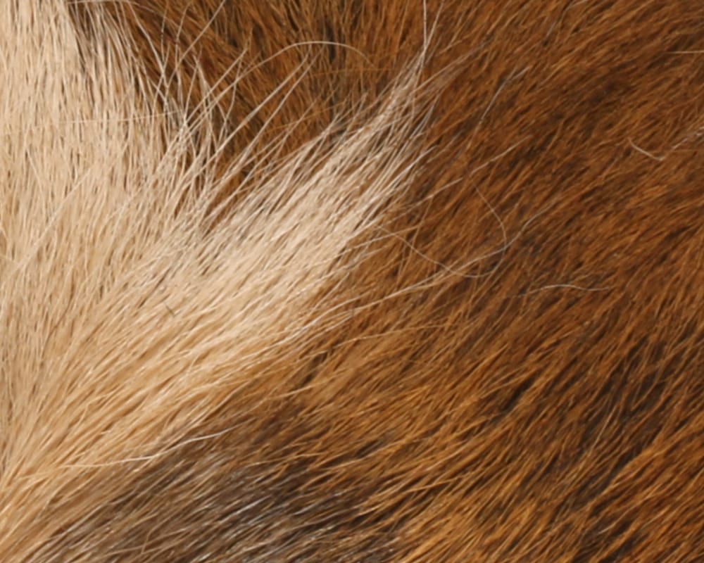 Hareline Petite Bucktail natural brown and tan hair with white tips for fly tying