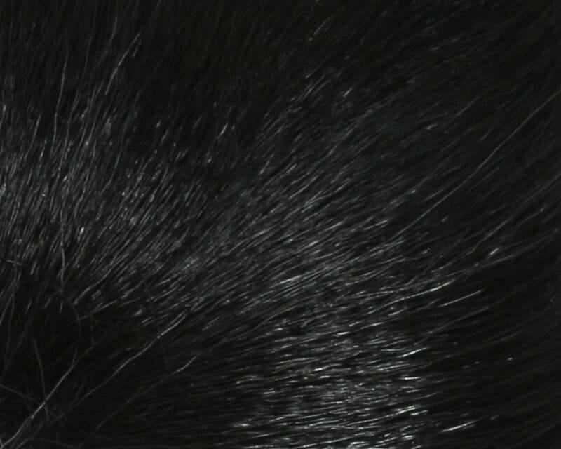 Black petite bucktail fur with glossy fine hair fibers, dense natural-looking material for fly tying
