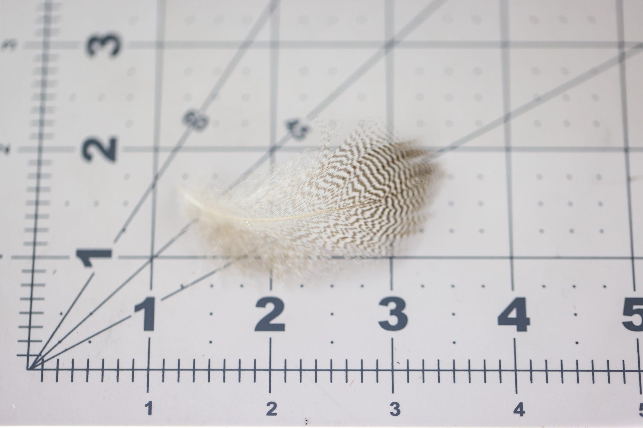 Hareline Pintail Flank Feathers
