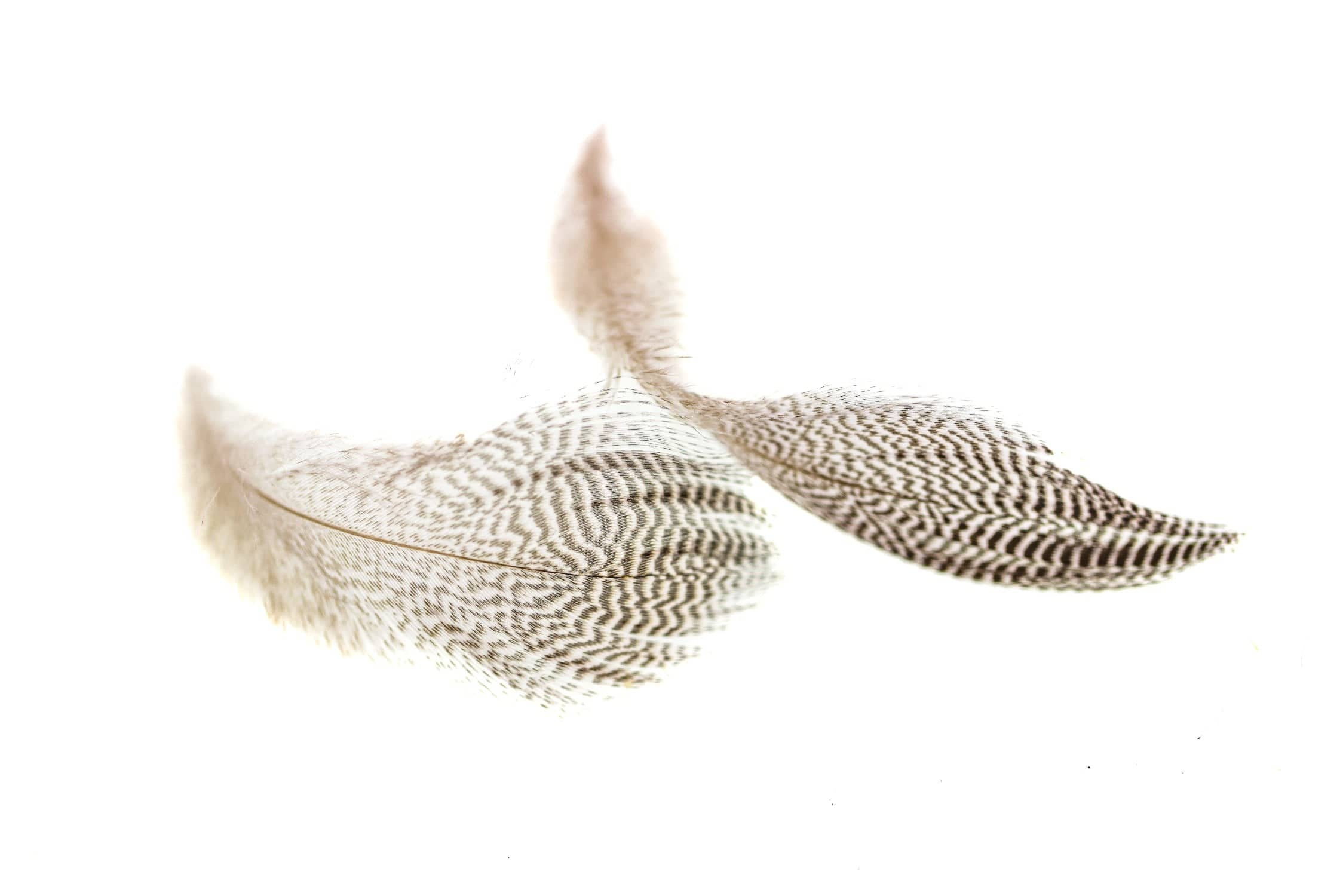 Hareline Pintail Flank Feathers
