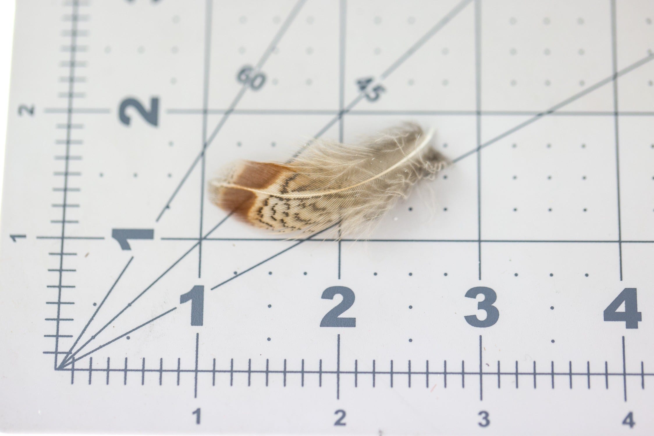 Hareline Premium Hungarian Partridge Feathers