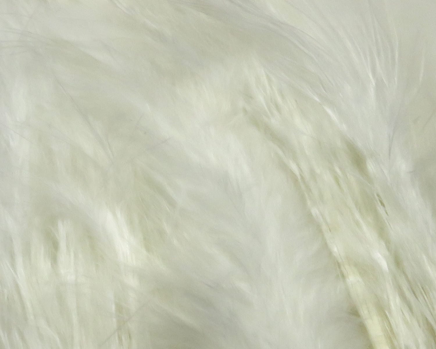 Hareline Premo turkey flats soft off-white feather flats with long silky barbs and subtle sheen for fly tying