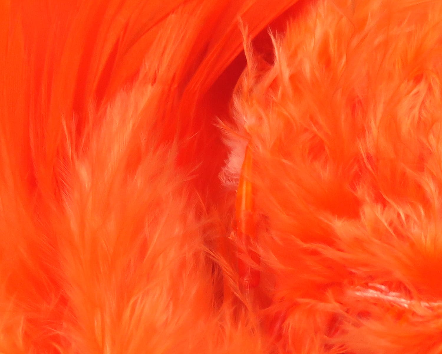 Hareline Premo bright orange turkey flats with soft fluffy barbs and long flat feathers for fly tying