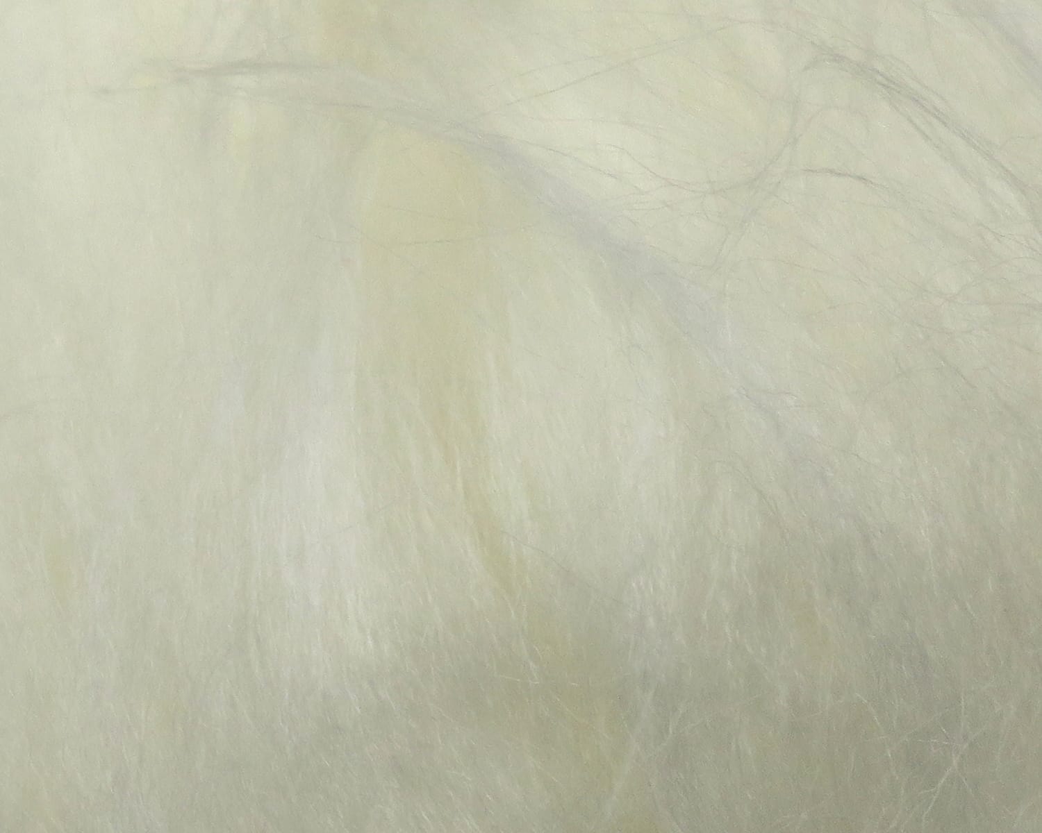 Pale cream rams wool with soft, wispy fibers and subtle sheen, ideal for fly tying