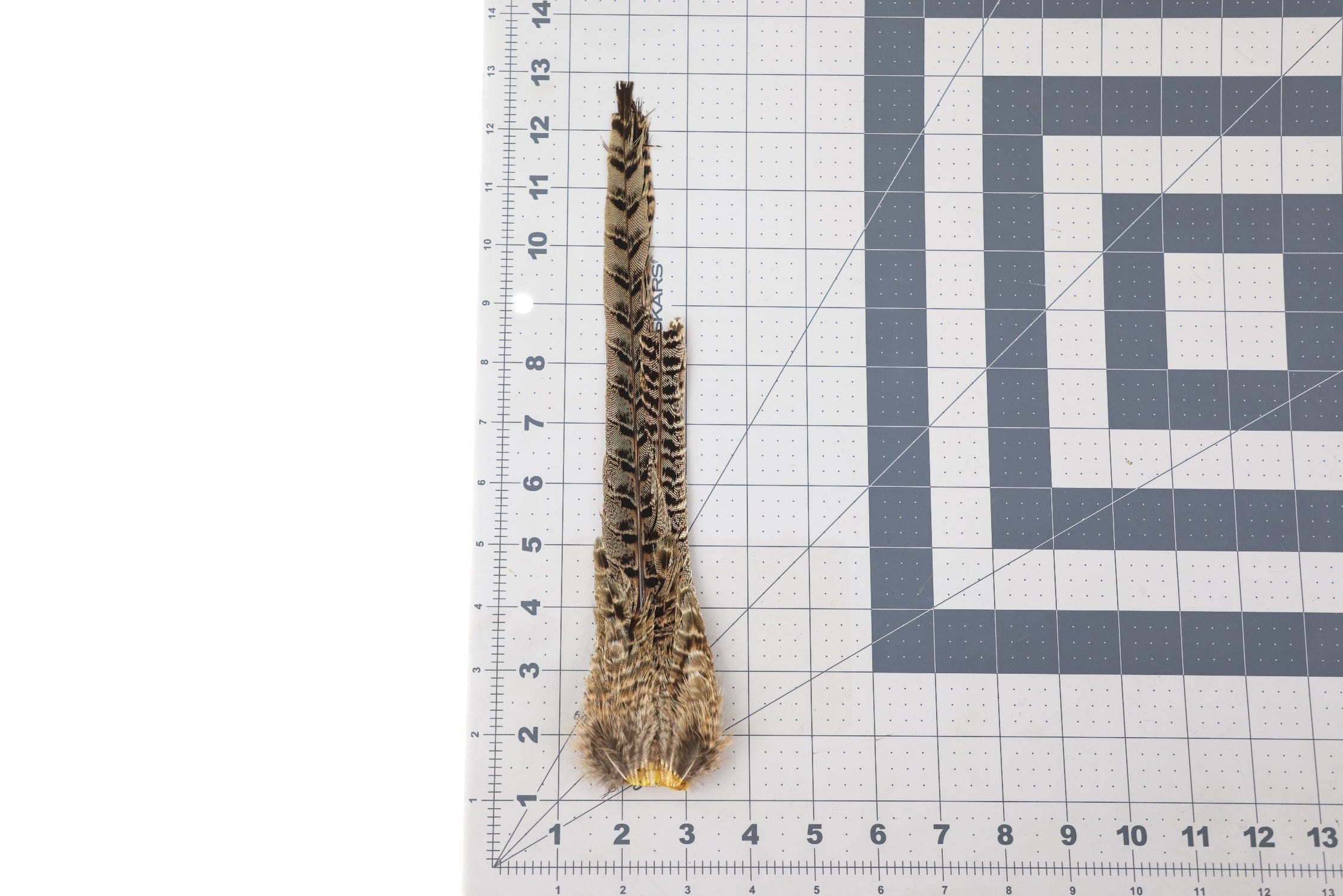 Natural brown and black barred ringneck pheasant tail clump with golden base, long feathers for fly tying on measuring grid