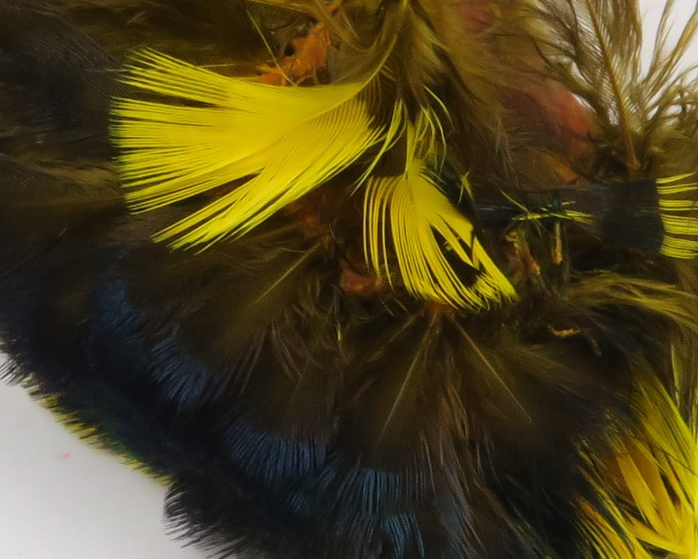 Hareline ringneck pheasant neck patch with iridescent dark brown-blue feathers and bright yellow tips for fly tying