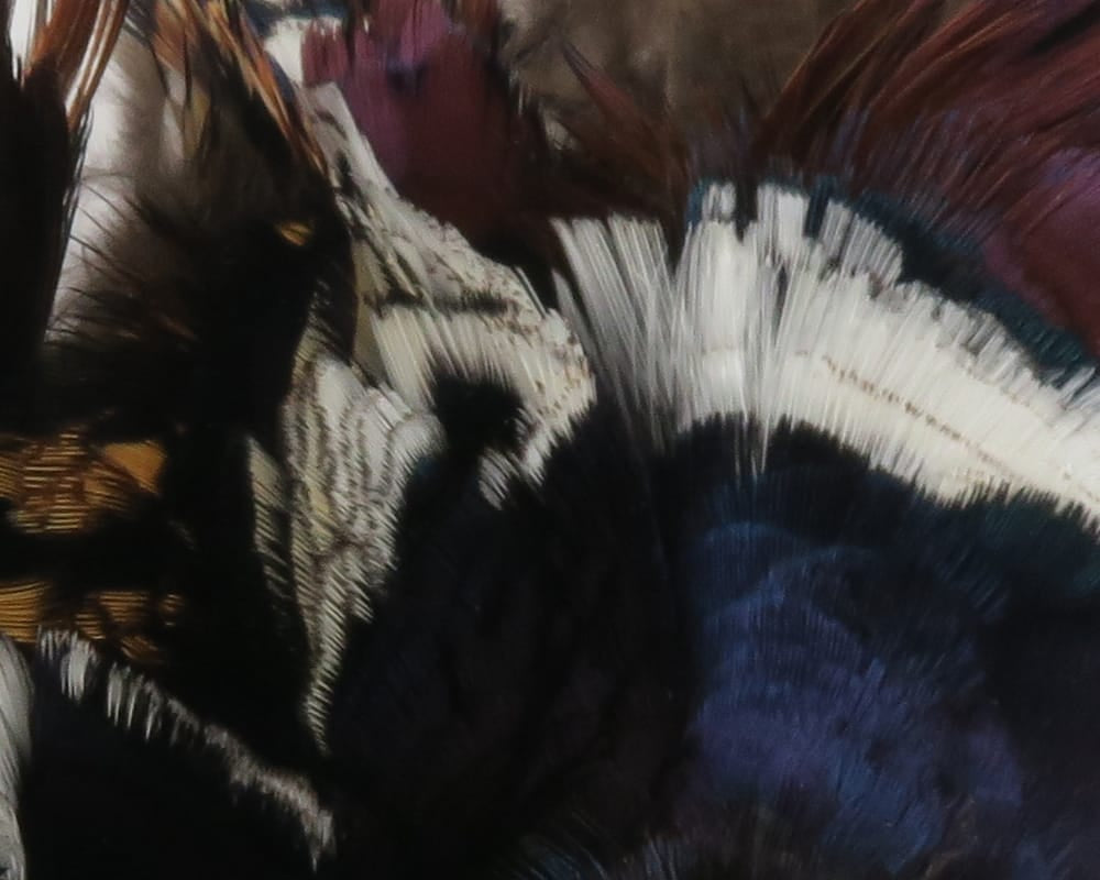 Hareline ringneck pheasant neck patch: iridescent blue-black and chestnut feathers with white ringed stripes for fly tying