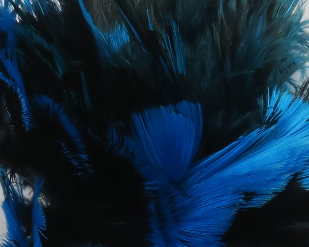 Dyed ringneck pheasant neck patch with black and iridescent blue long feathers, soft texture for fly tying