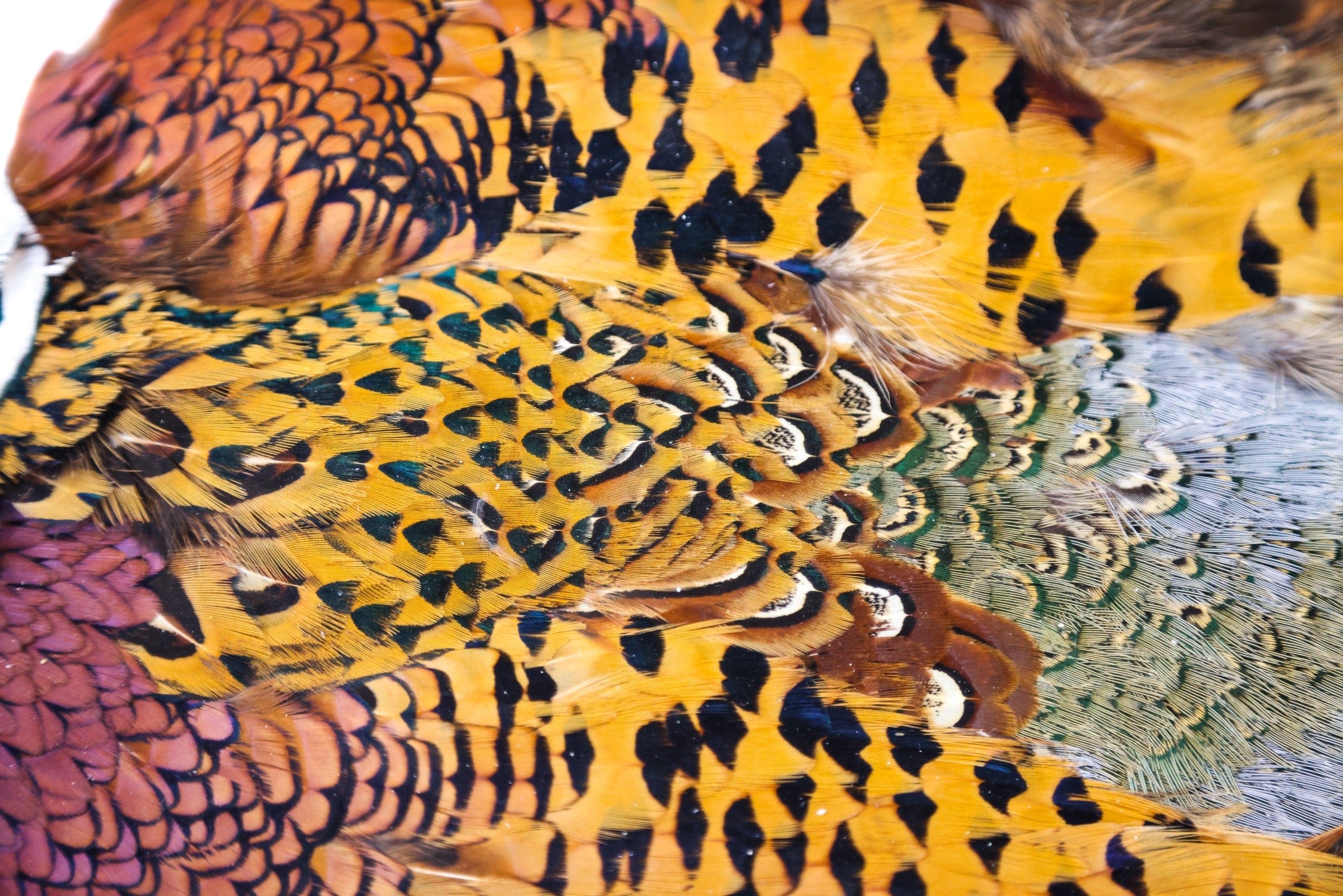Hareline Ringneck Pheasant Skin