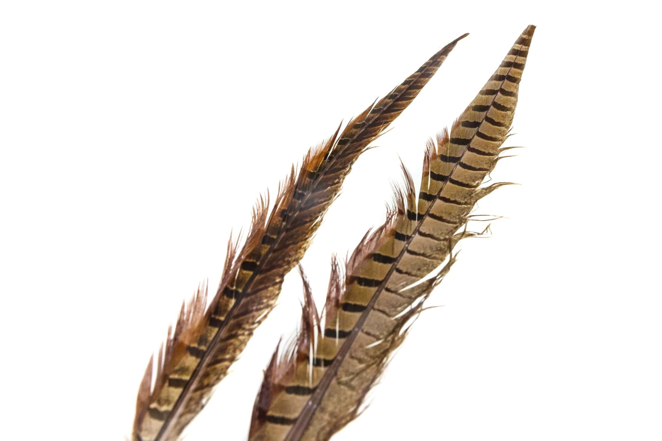 Hareline Ringneck Pheasant Tail Feathers