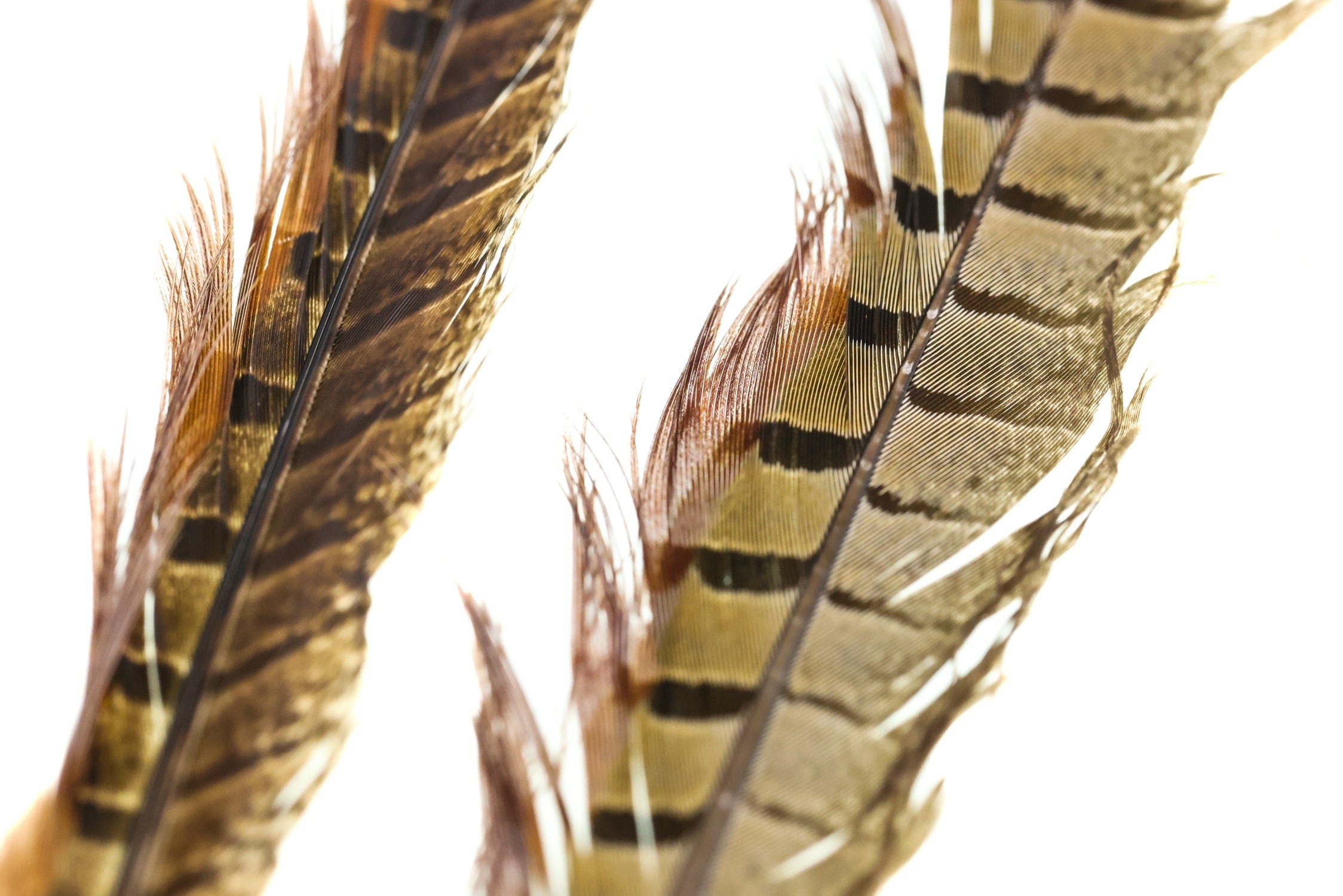 Hareline Ringneck Pheasant Tail Feathers