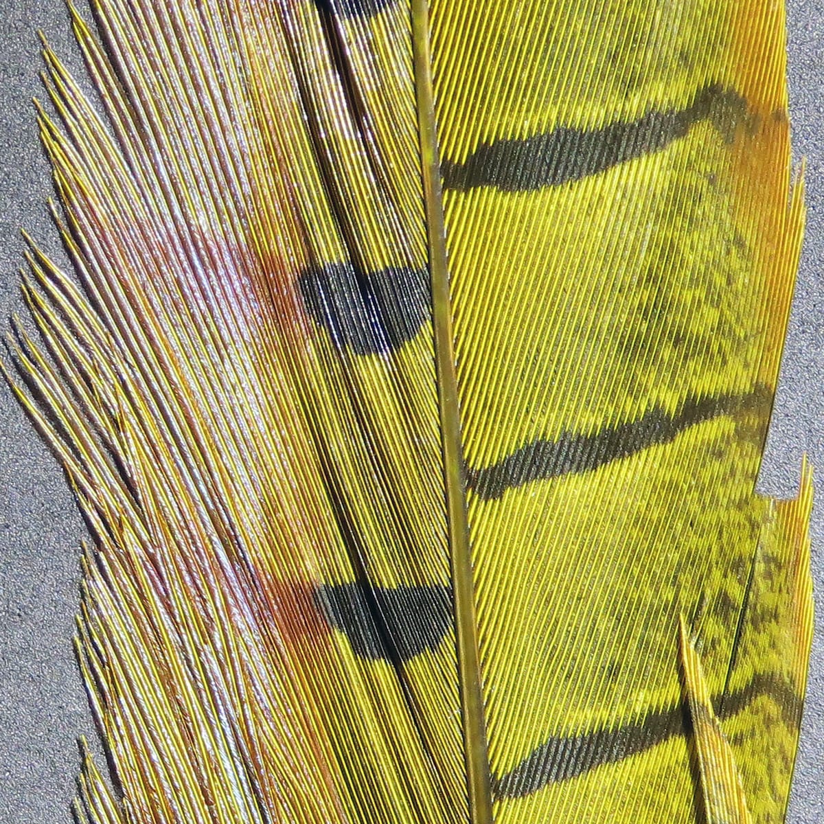 Hareline ringneck pheasant tail feathers, yellow-green barred pattern with black spots and glossy brown shaft for fly tying