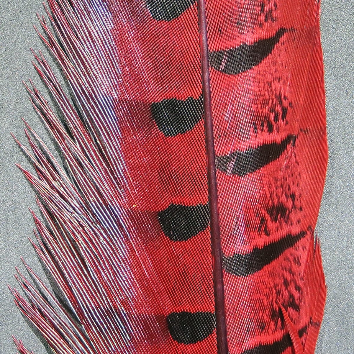 Red-dyed ringneck pheasant tail feathers with black oval spots, glossy barbs and maroon rachis for fly tying
