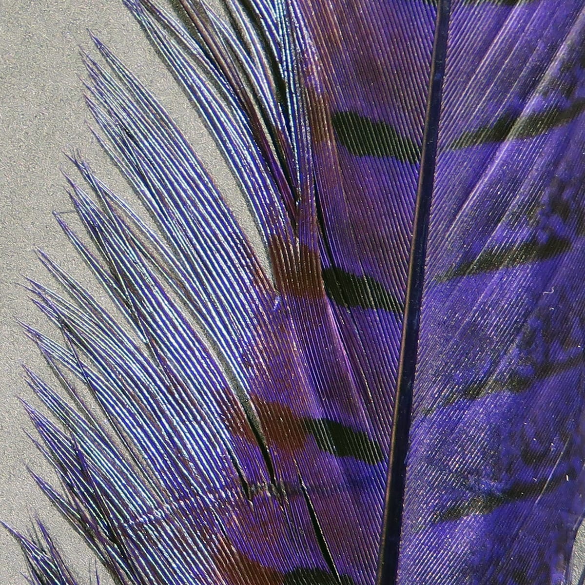 Purple iridescent ringneck pheasant tail feathers with black barring and fine shafts, natural fly tying material