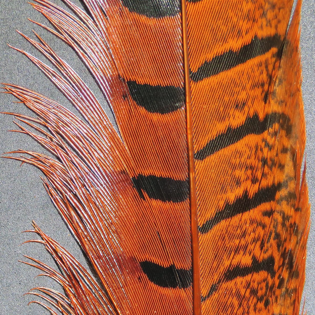 Hareline ringneck pheasant tail feathers, orange-brown barred plumes with black spots and glossy fibers for fly tying