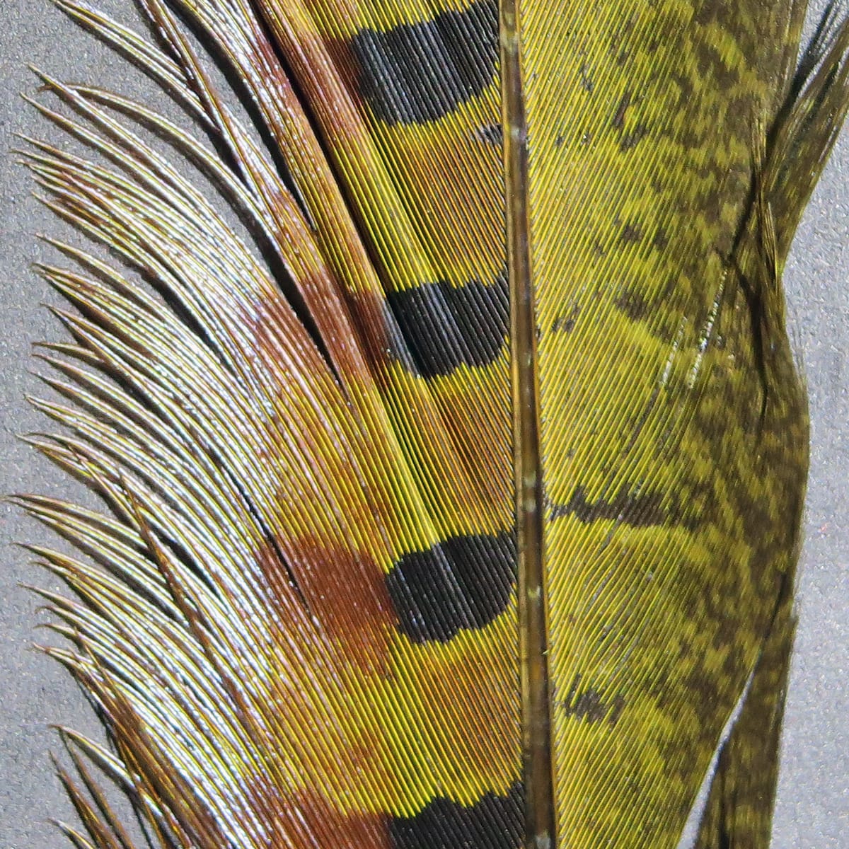 Hareline ringneck pheasant tail feathers with olive-green, yellow-brown iridescent barbs and black oval spots for fly tying