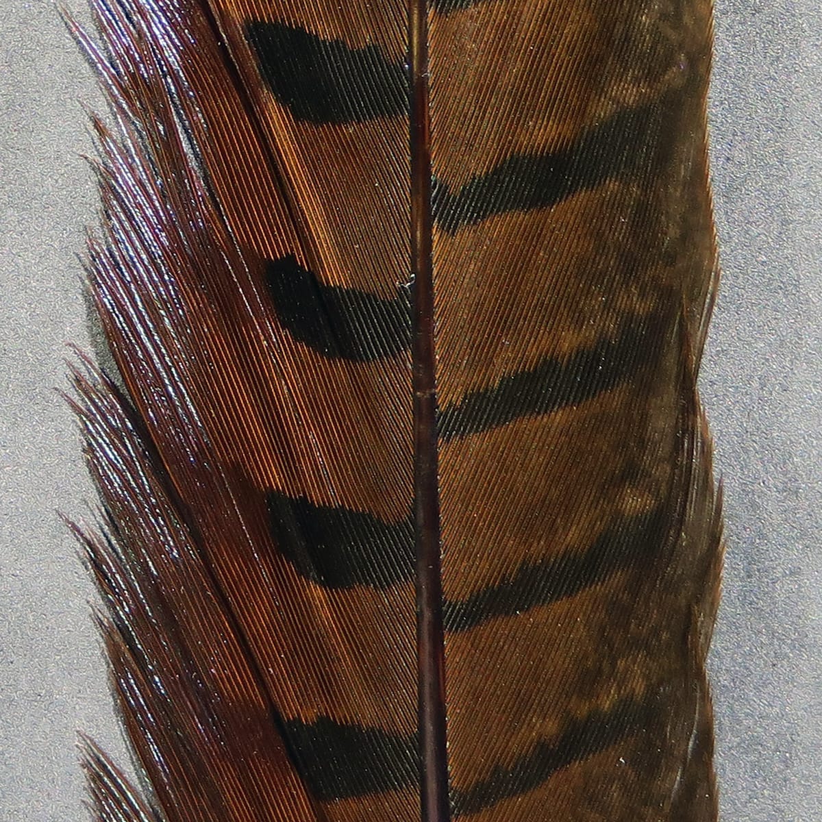 Ringneck pheasant tail feather chestnut brown with black horizontal barring and glossy central shaft, for fly tying