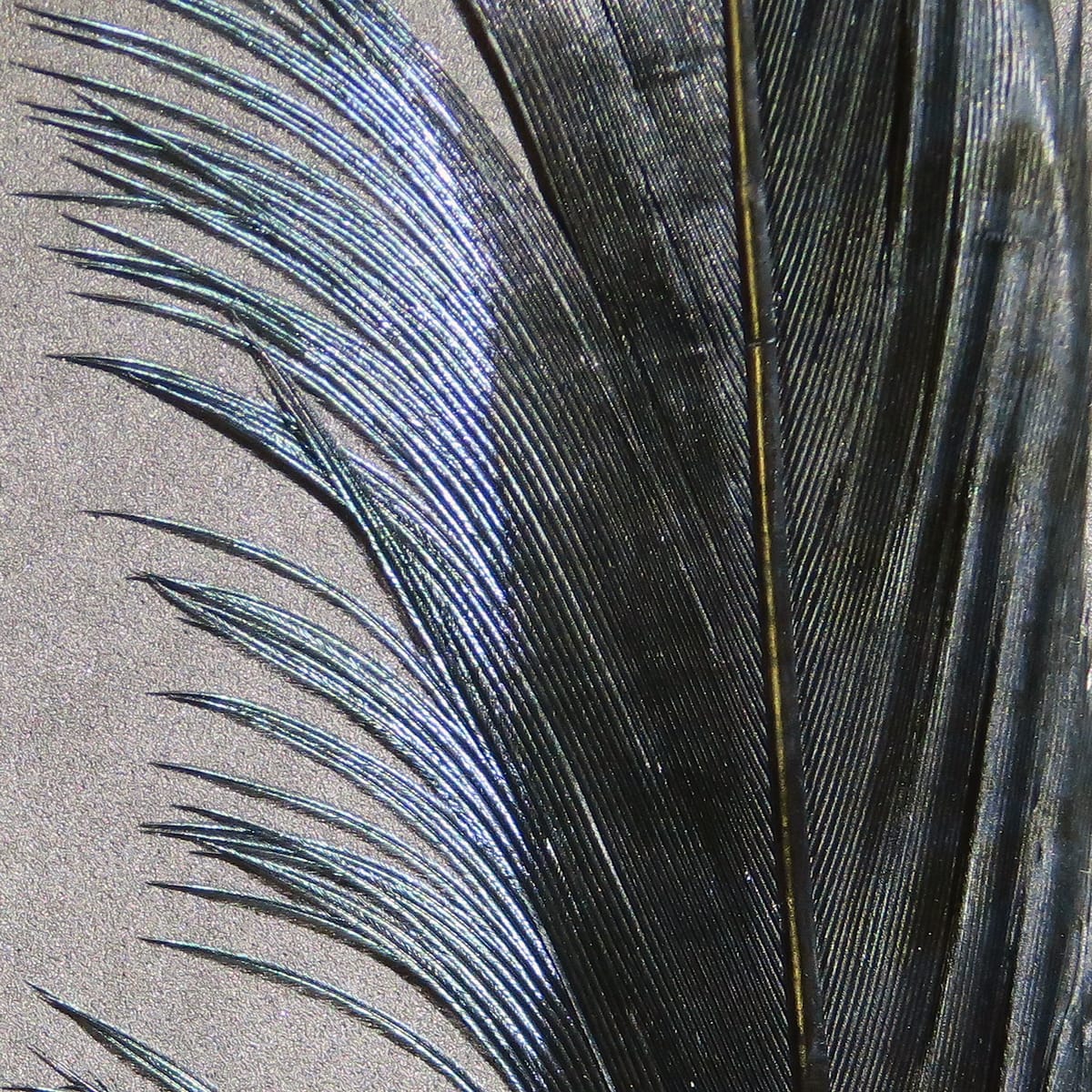 Hareline ringneck pheasant tail feathers, glossy brown-black with iridescent blue-green sheen, barbs for fly tying