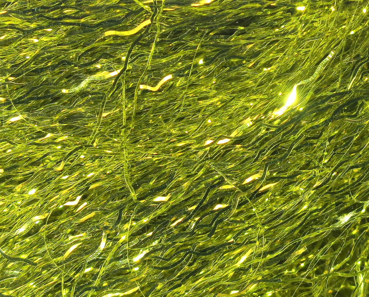 Chartreuse green Hareline Ripple Ice Fiber, wavy iridescent synthetic strands with sparkling tinsel texture for fly tying