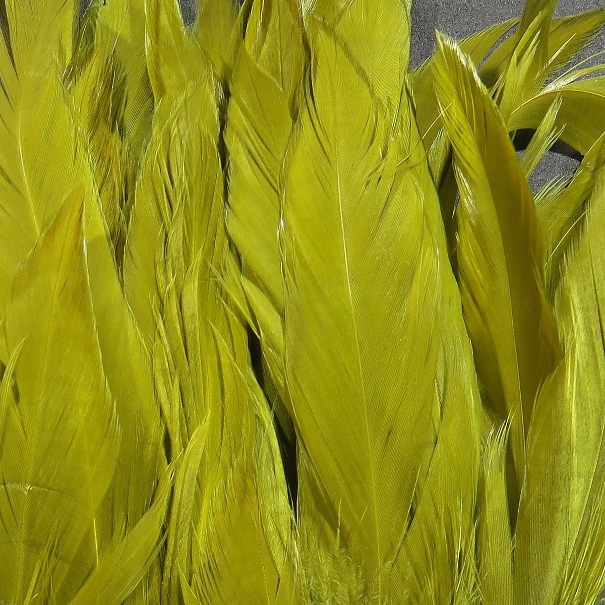 Chartreuse Hareline rooster schlappen saddle feathers - long glossy yellow-green feathers for fly tying