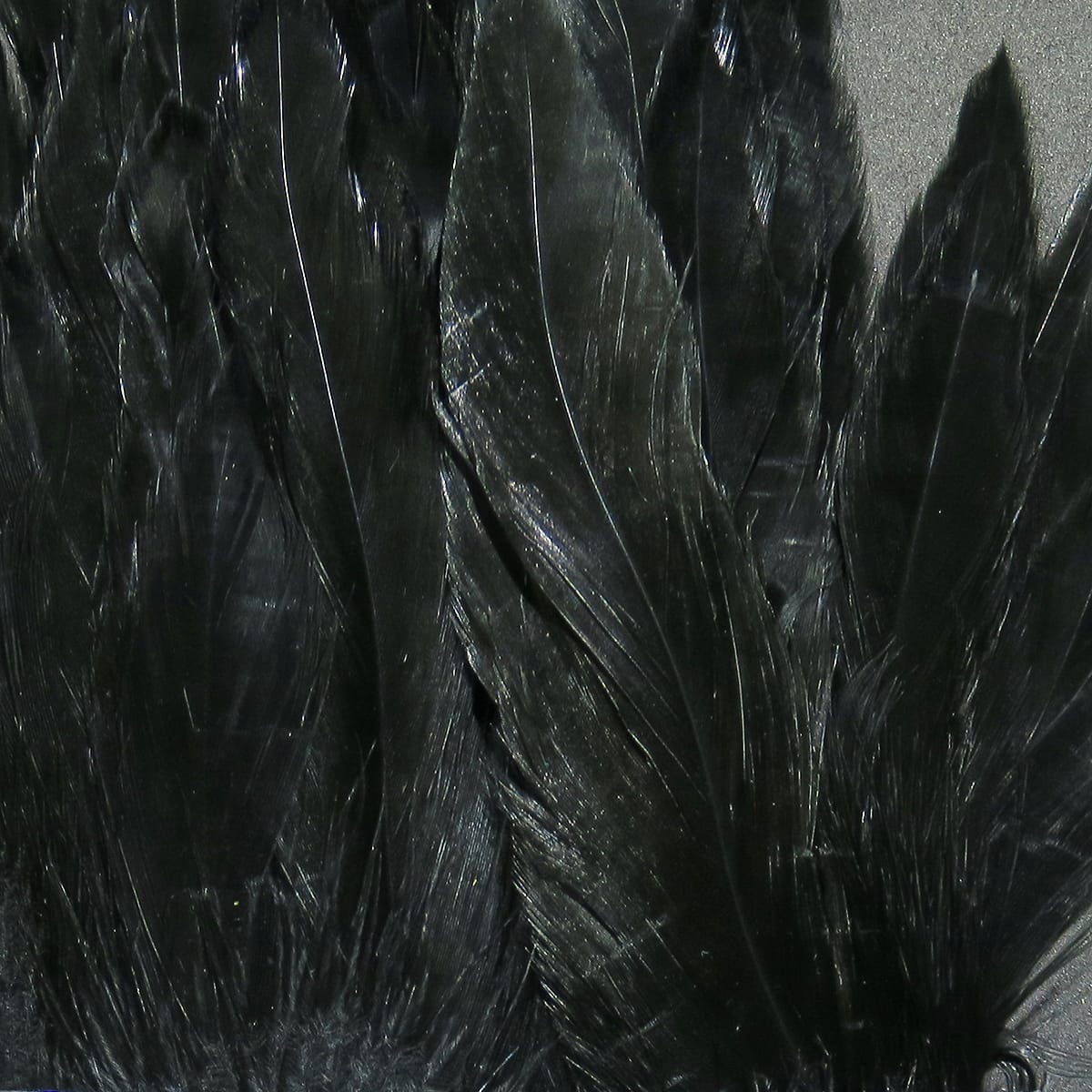 Glossy black rooster schlappen feathers with long slender quills and soft plume bases for fly tying