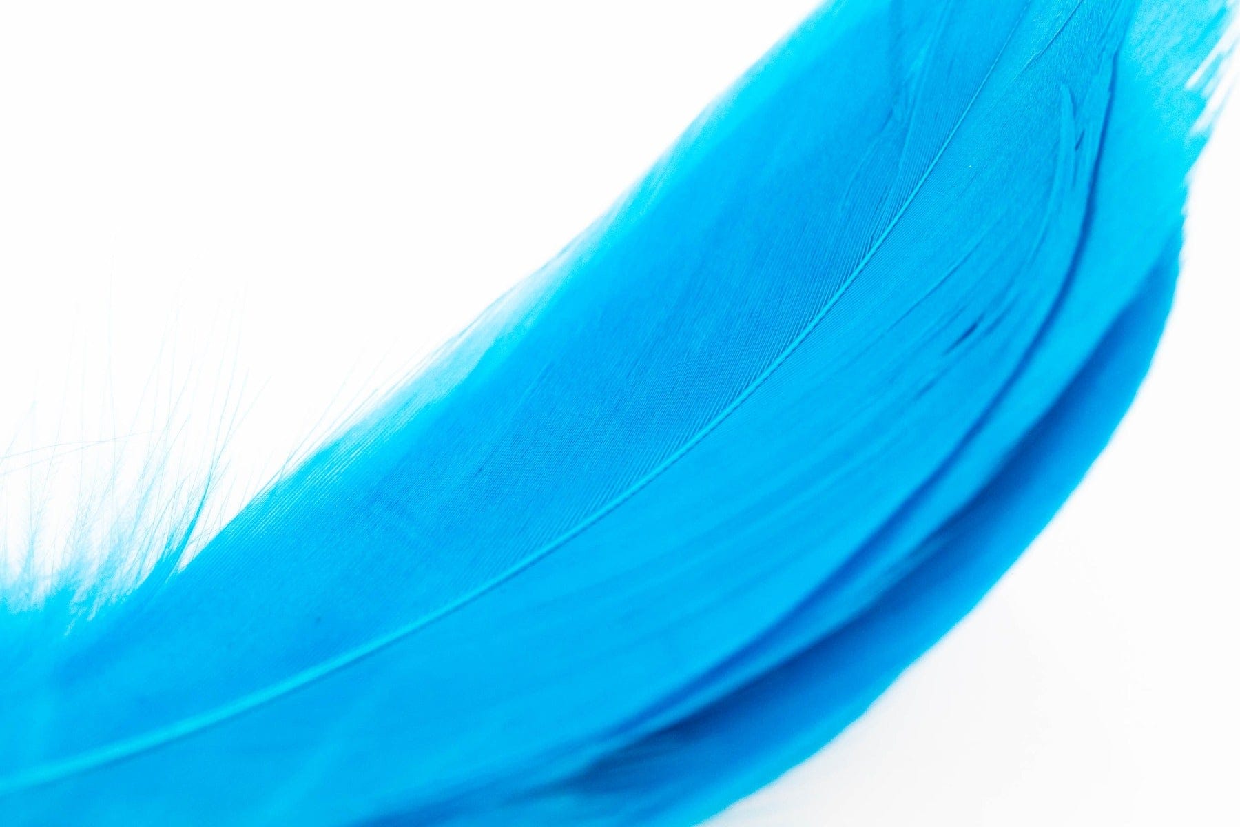 Bright turquoise dyed goose shoulder feather close-up showing smooth vane and fine barbs for fly tying