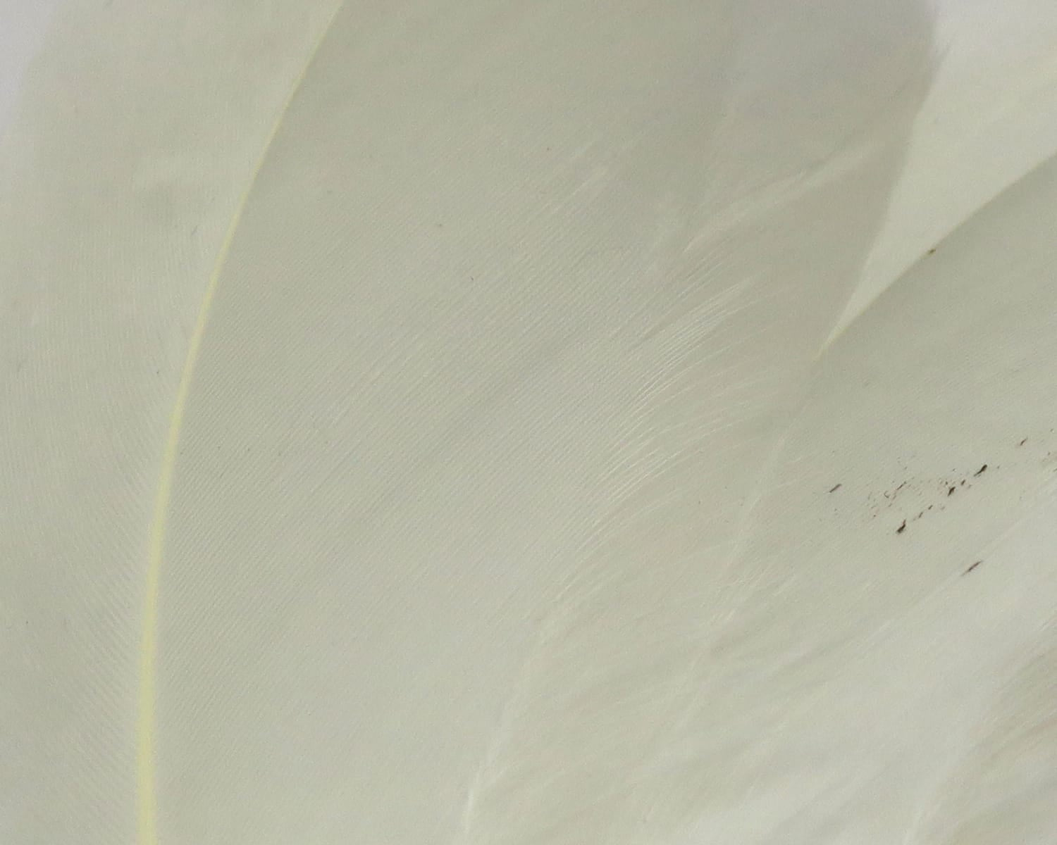 White goose shoulder feathers with pale yellow quills, soft smooth natural feathers for fly tying