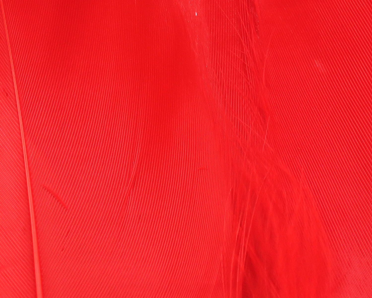 Bright red goose shoulder feathers with fine parallel barbs and long tapered vanes for fly tying
