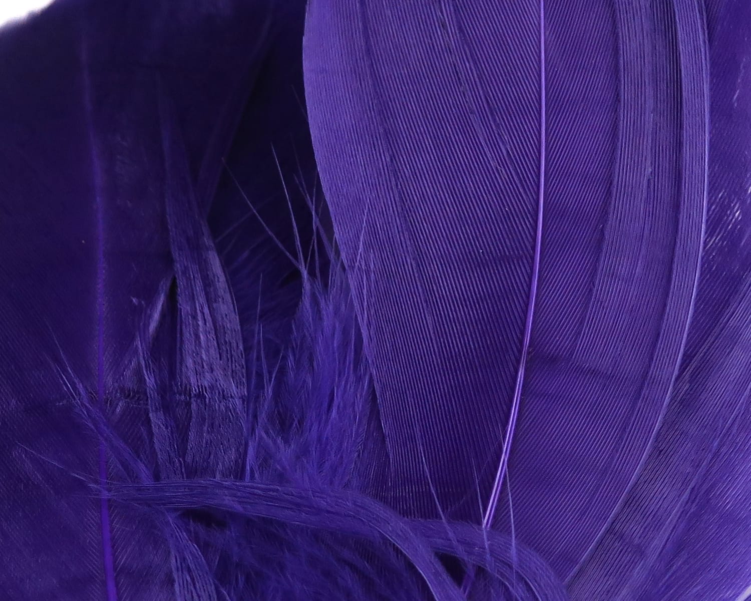 Purple dyed goose shoulder feathers with long smooth quills and soft downy barbs for fly tying