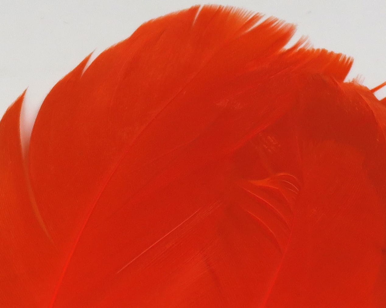 Bright orange dyed goose shoulder feathers, soft long plumes with fine barbs for fly tying