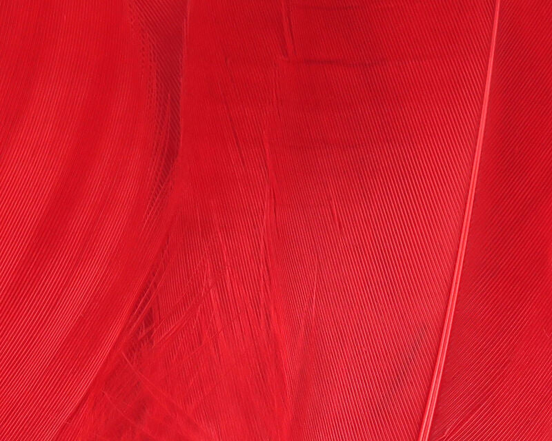 Bright red goose shoulder feathers with fine parallel barbs and glossy central rachis, ideal for fly tying