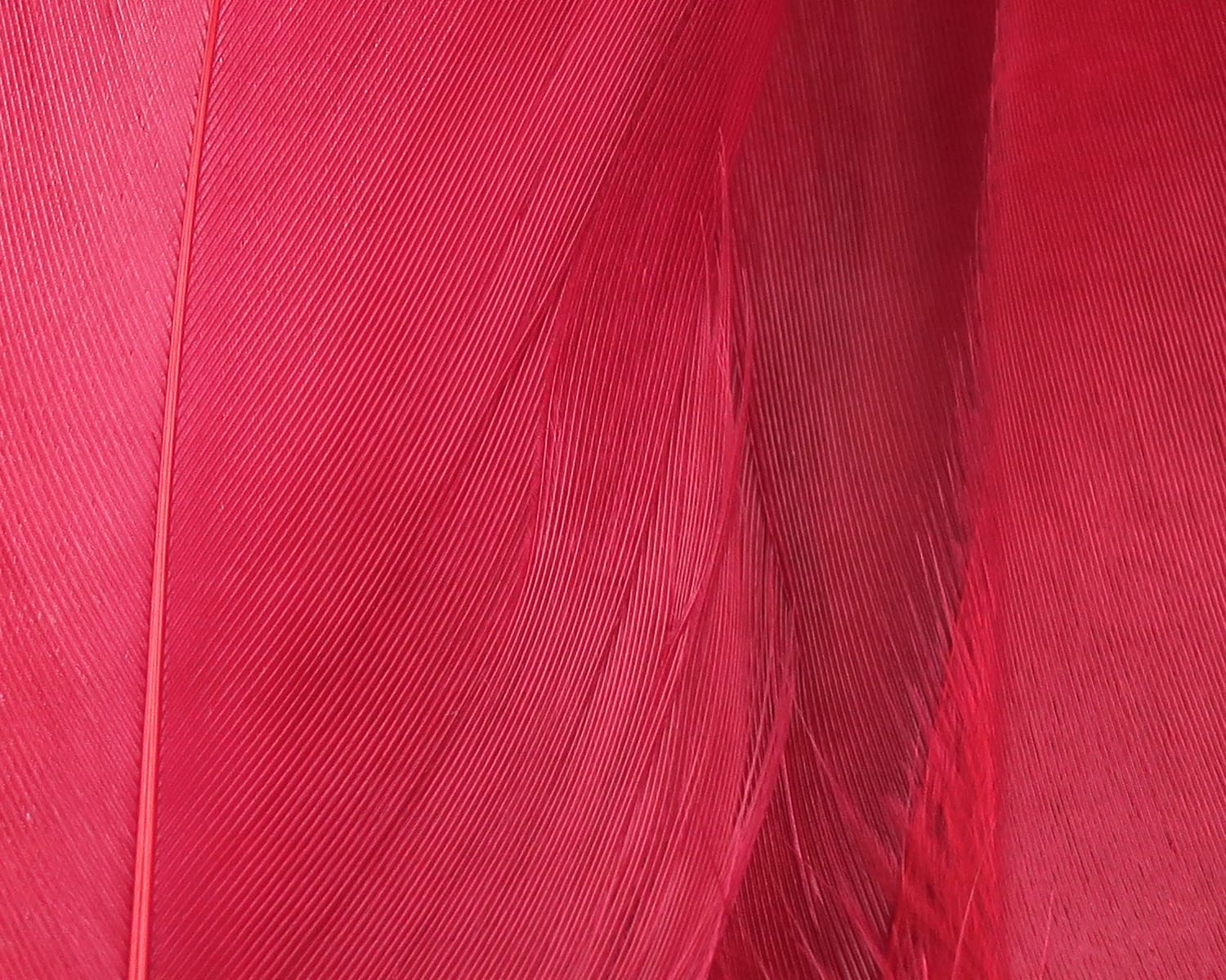 Hareline goose shoulder feathers bright red close-up showing smooth fine barbs, long slender shafts for fly tying