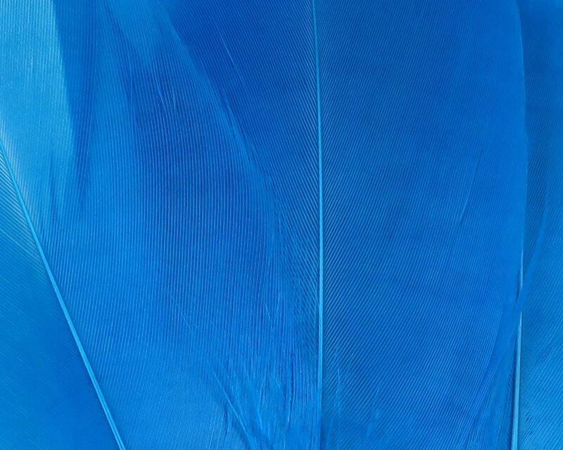 Dyed bright blue goose shoulder feathers with smooth barbs and visible quill, ideal for fly tying