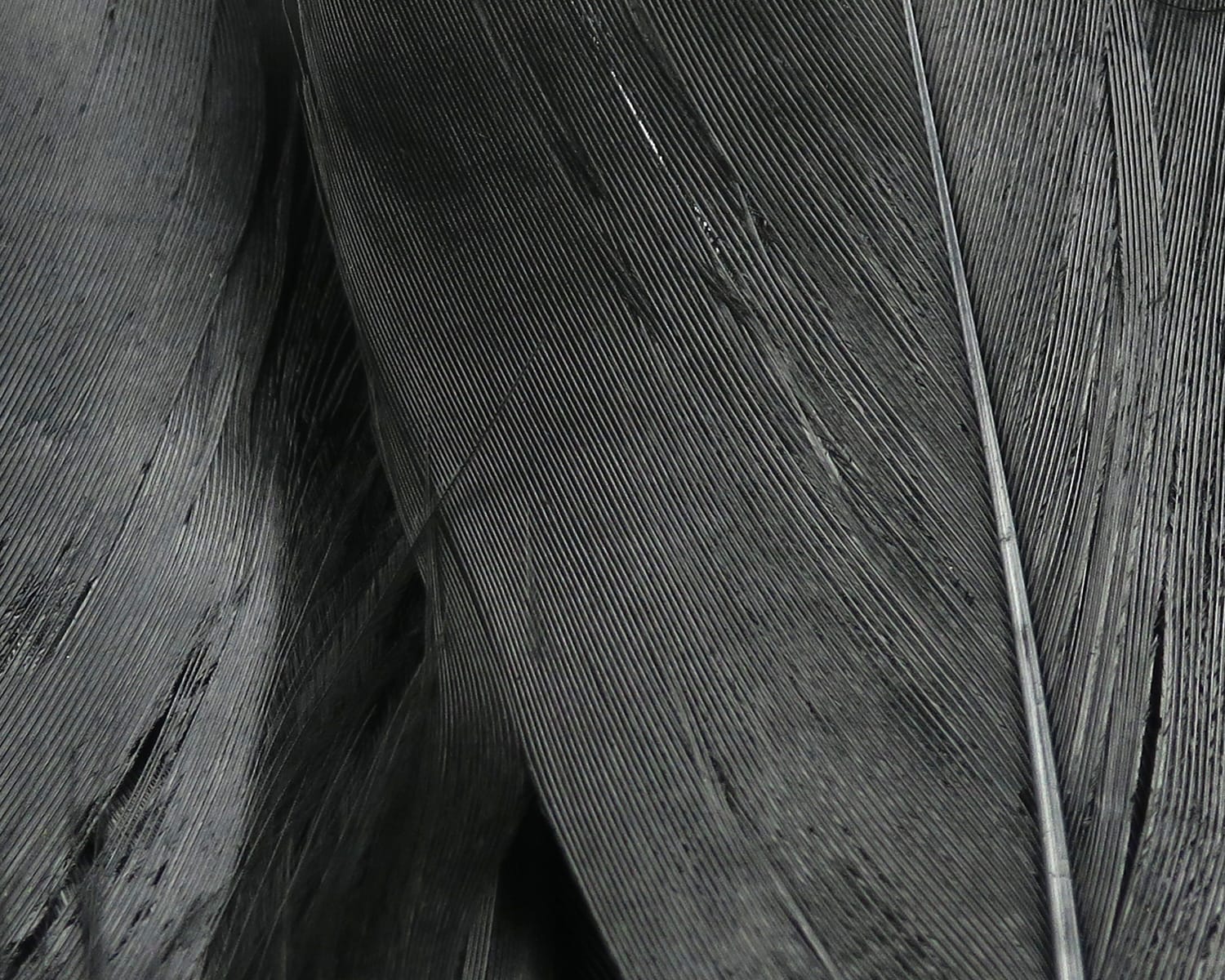 Dark gray Hareline goose shoulder feathers with smooth long shafts and fine barbs for fly tying